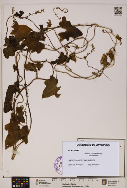 Dioscorea bryoniifolia [Espécimen: ]
