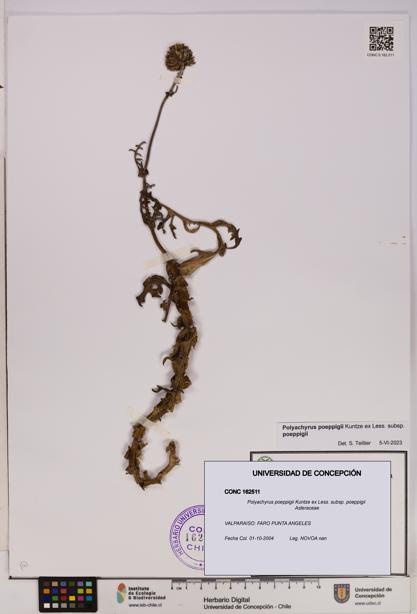 Polyachyrus poeppigii [Espécimen: UDEC:CONC:0162511]