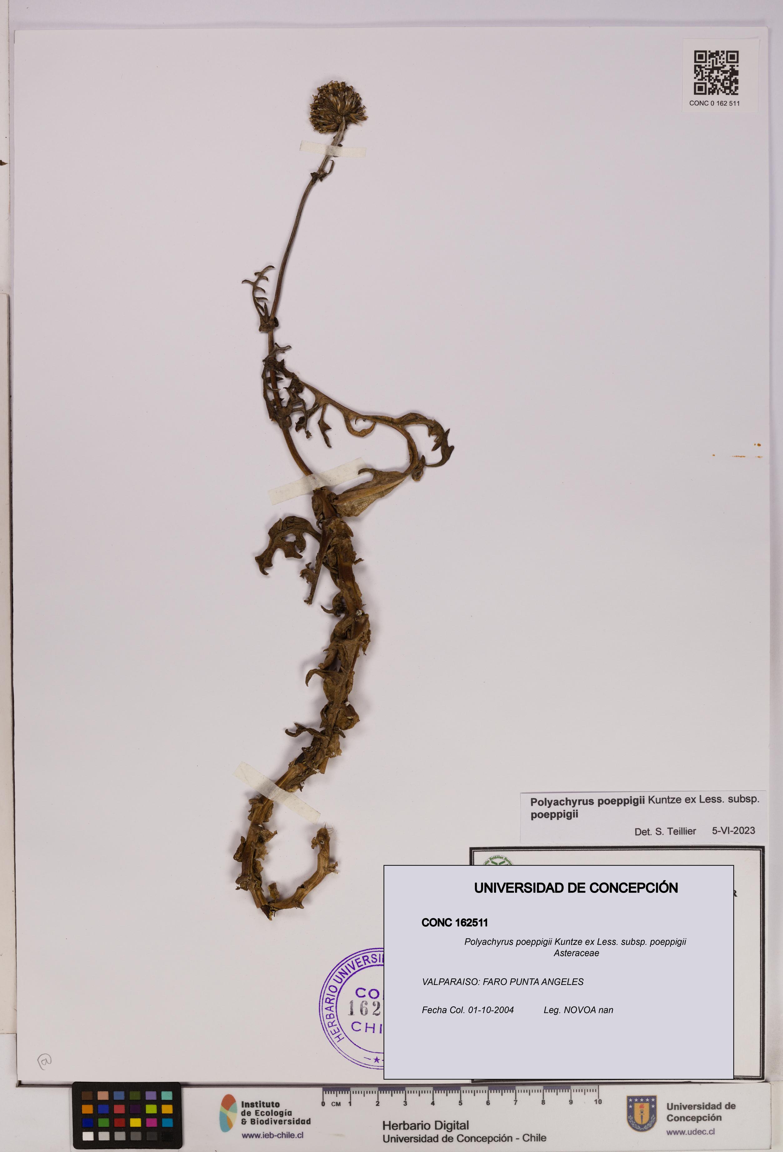 Polyachyrus poeppigii [Espécimen: UDEC:CONC:0162511]