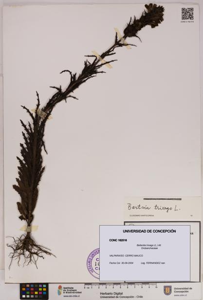 Bellardia trixago [Espécimen: UDEC:CONC:0162516]