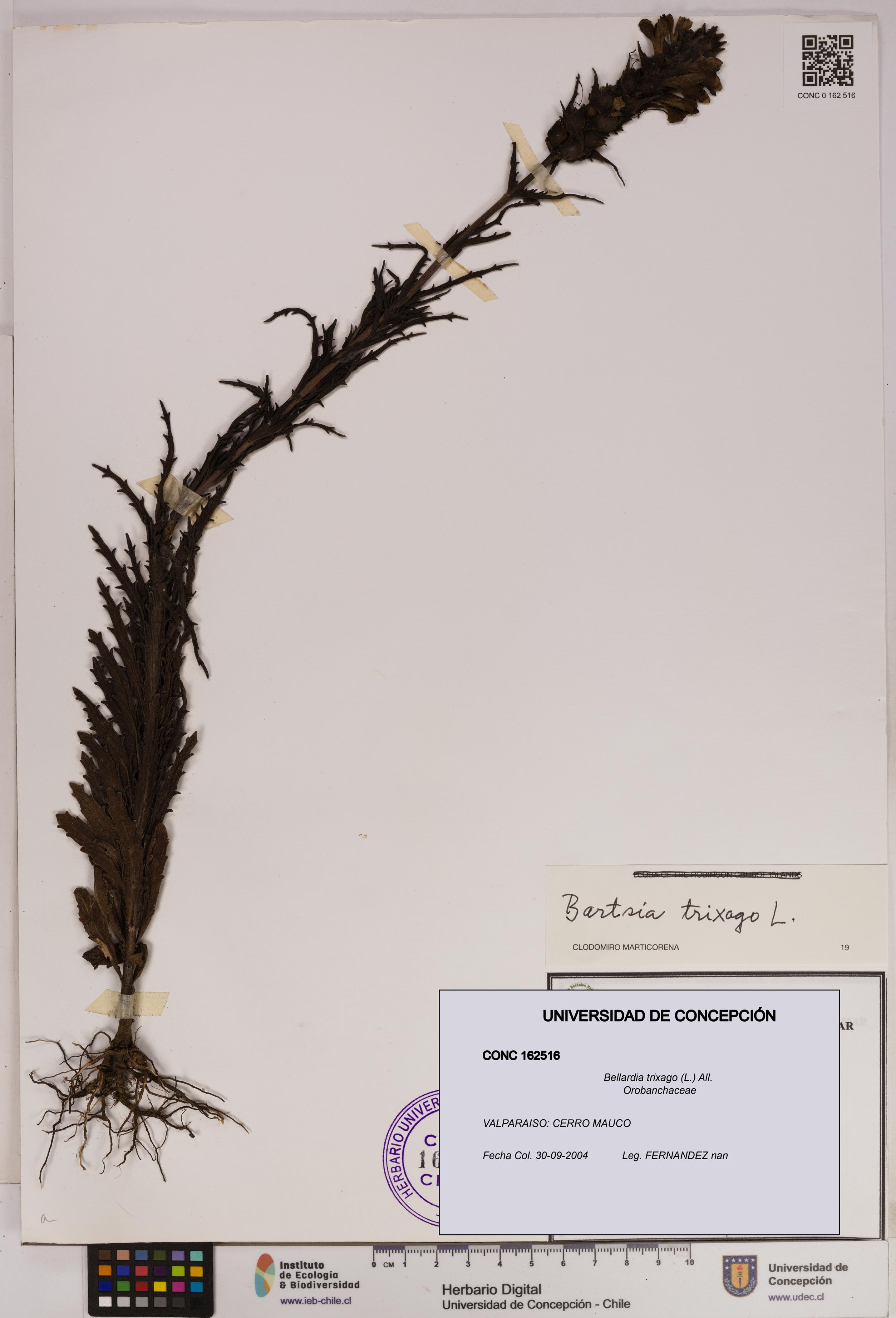 Bellardia trixago [Espécimen: UDEC:CONC:0162516]