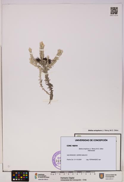 Belloa eriophora [Espécimen: UDEC:CONC:0162518]