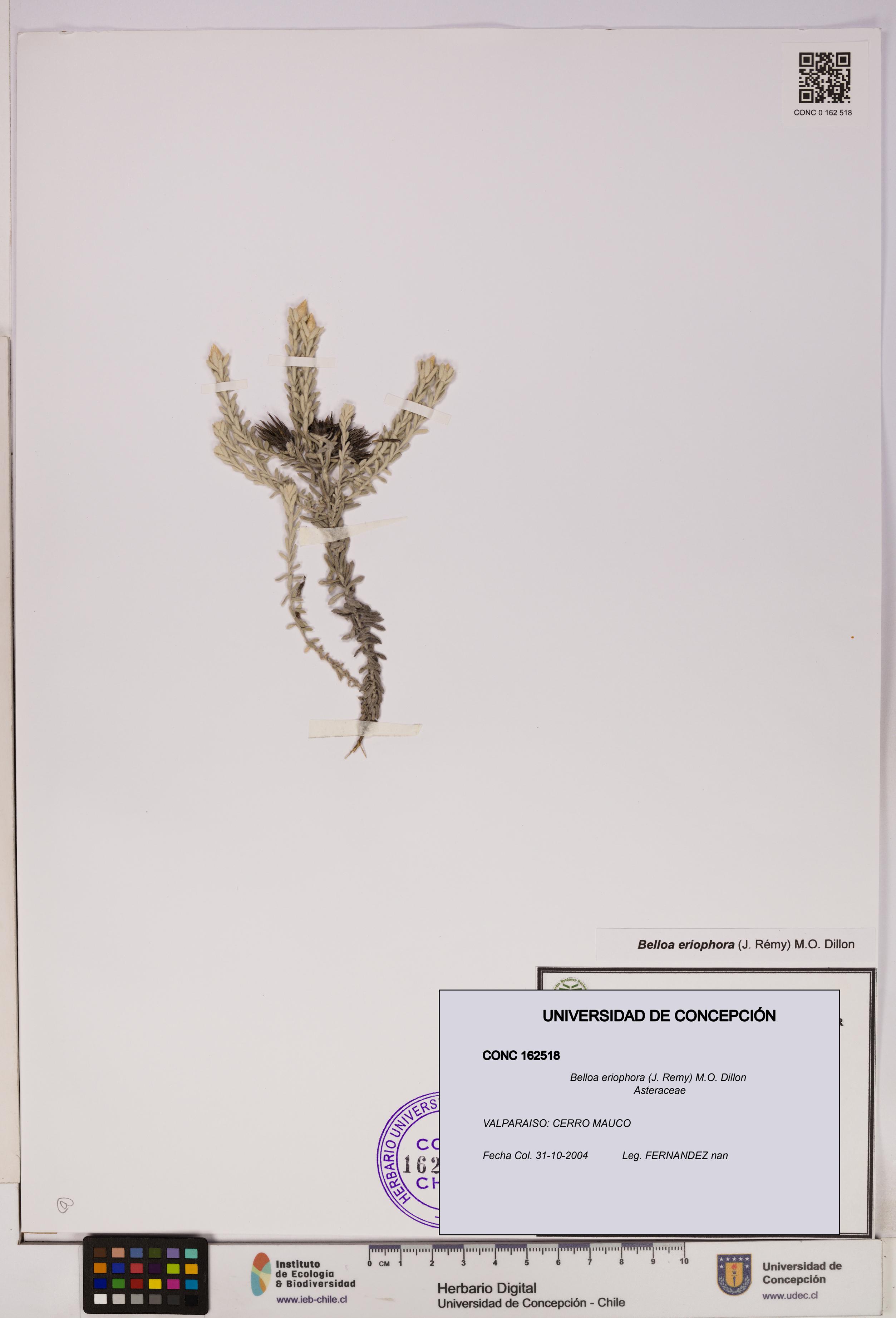 Belloa eriophora [Espécimen: UDEC:CONC:0162518]