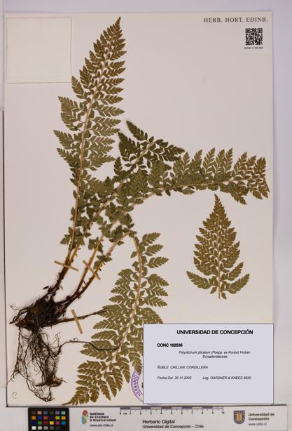 Polystichum plicatum [Espécimen: UDEC:CONC:0162535]