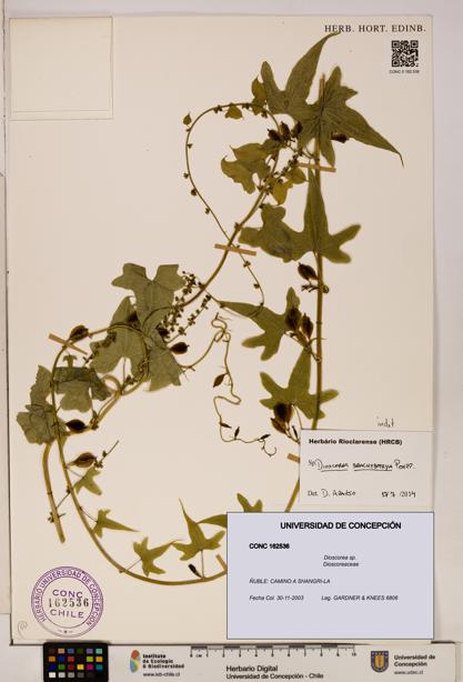 Dioscorea sp. [Espécimen: ]