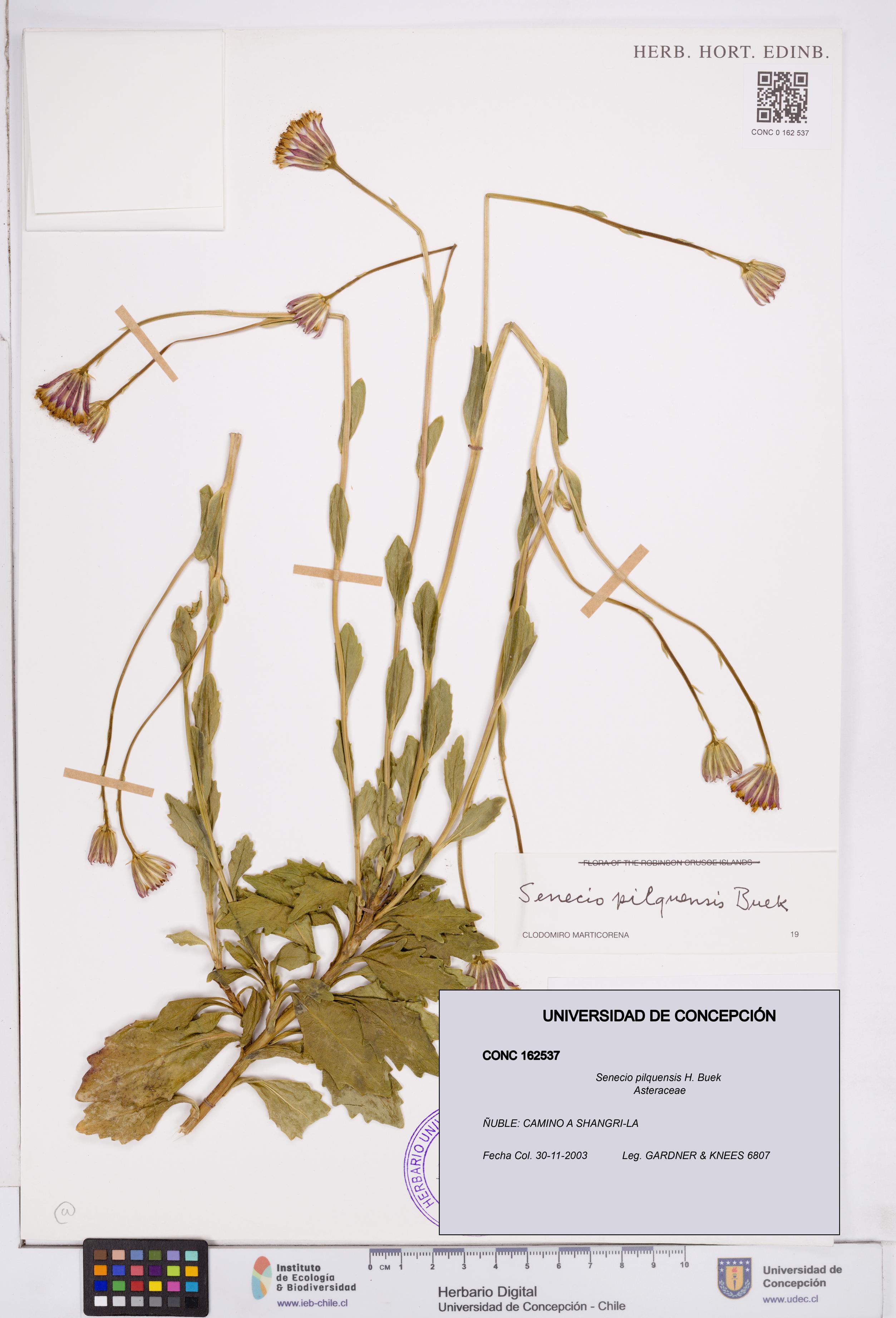 Senecio pilquensis [Espécimen: ]