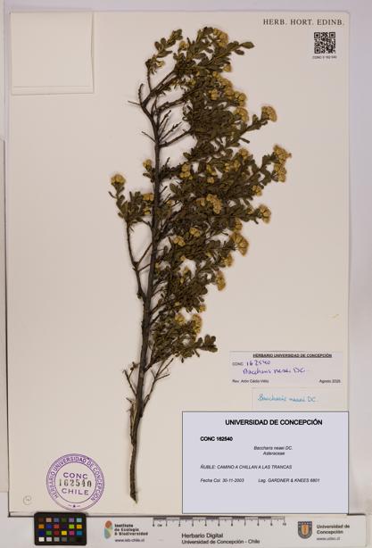 Baccharis neaei [Espécimen: UDEC:CONC:0162540]