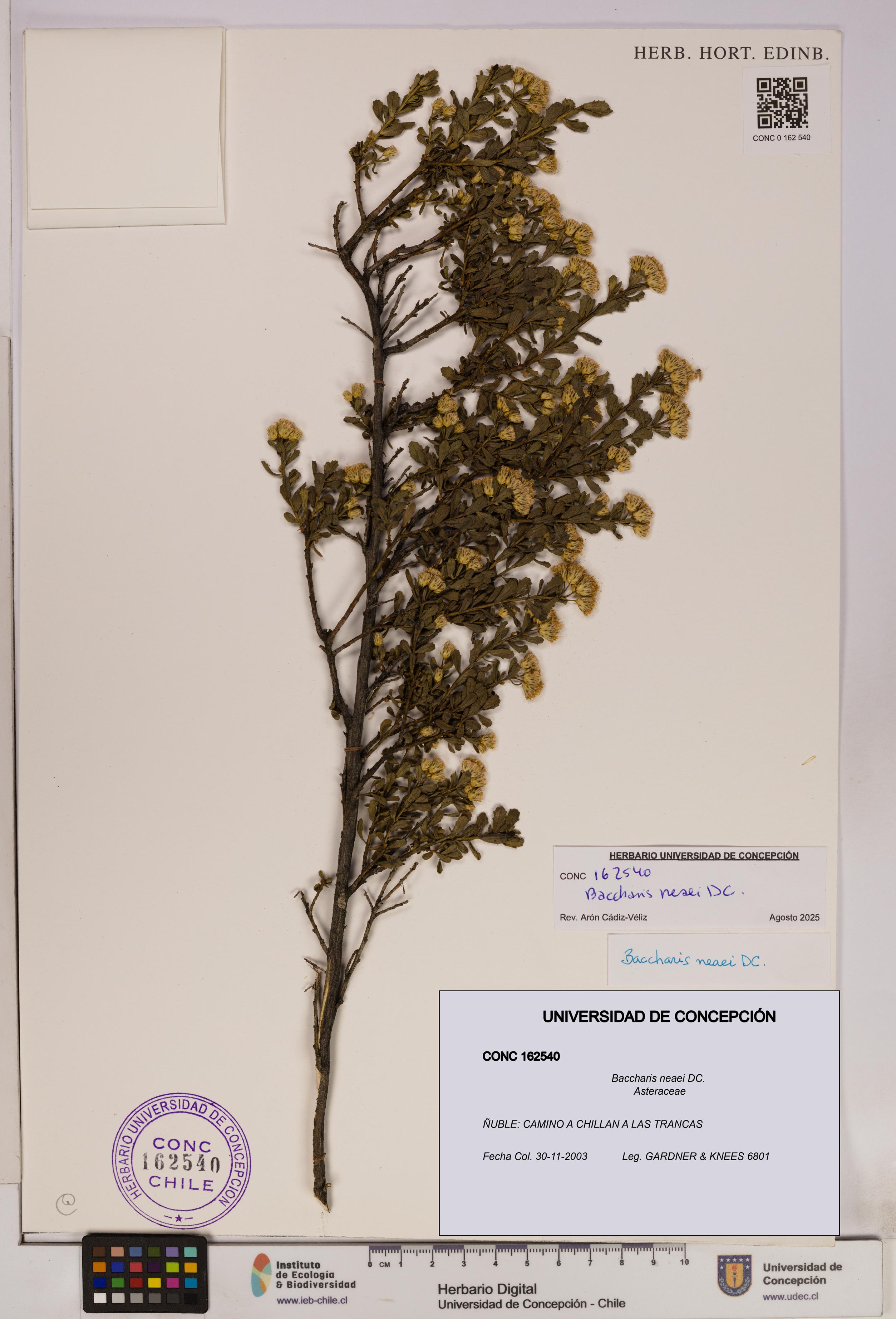 Baccharis neaei [Espécimen: UDEC:CONC:0162540]