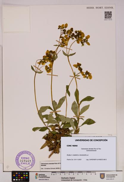 Calceolaria dentata [Espécimen: UDEC:CONC:0162542]