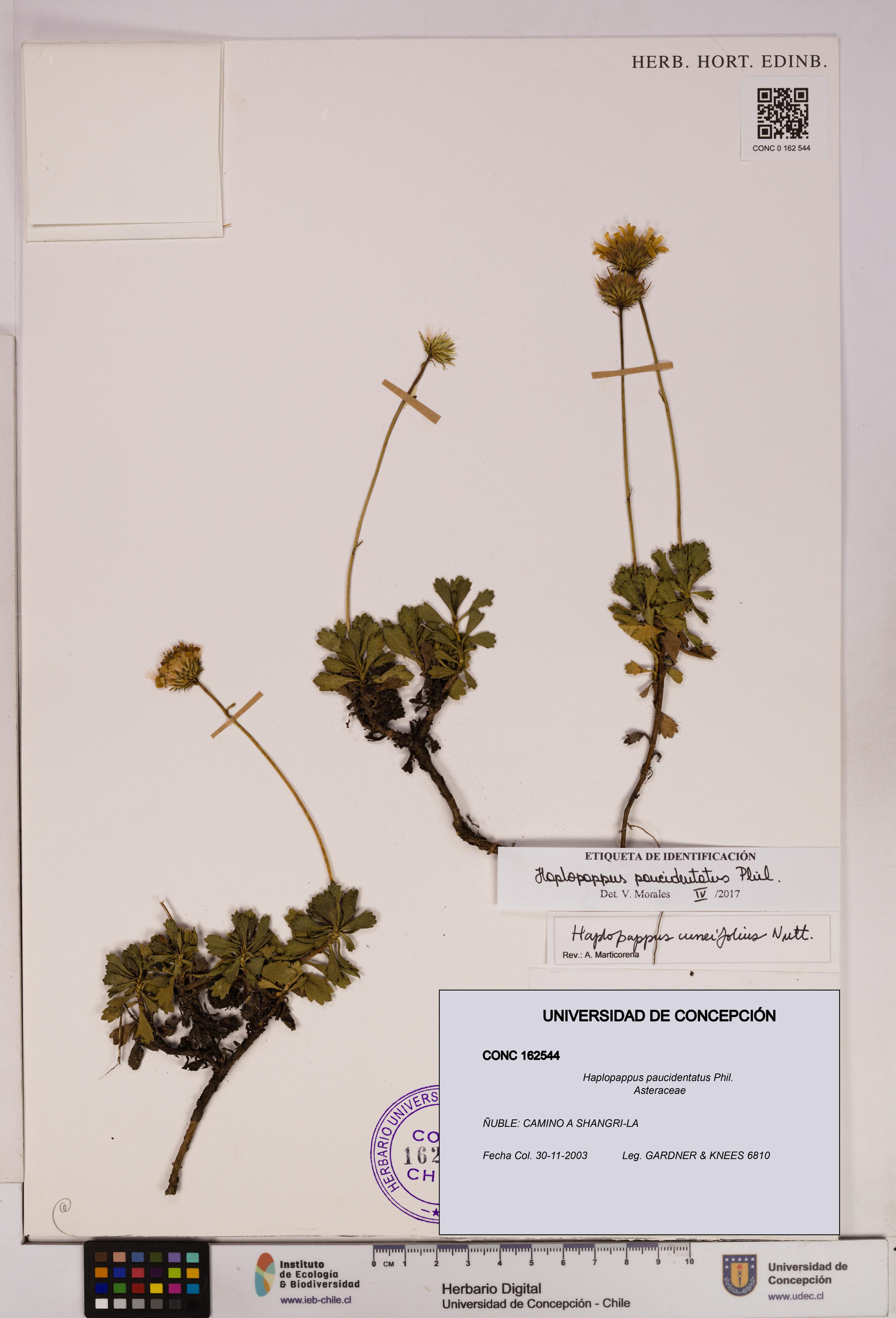 Haplopappus paucidentatus [Espécimen: UDEC:CONC:0162544]