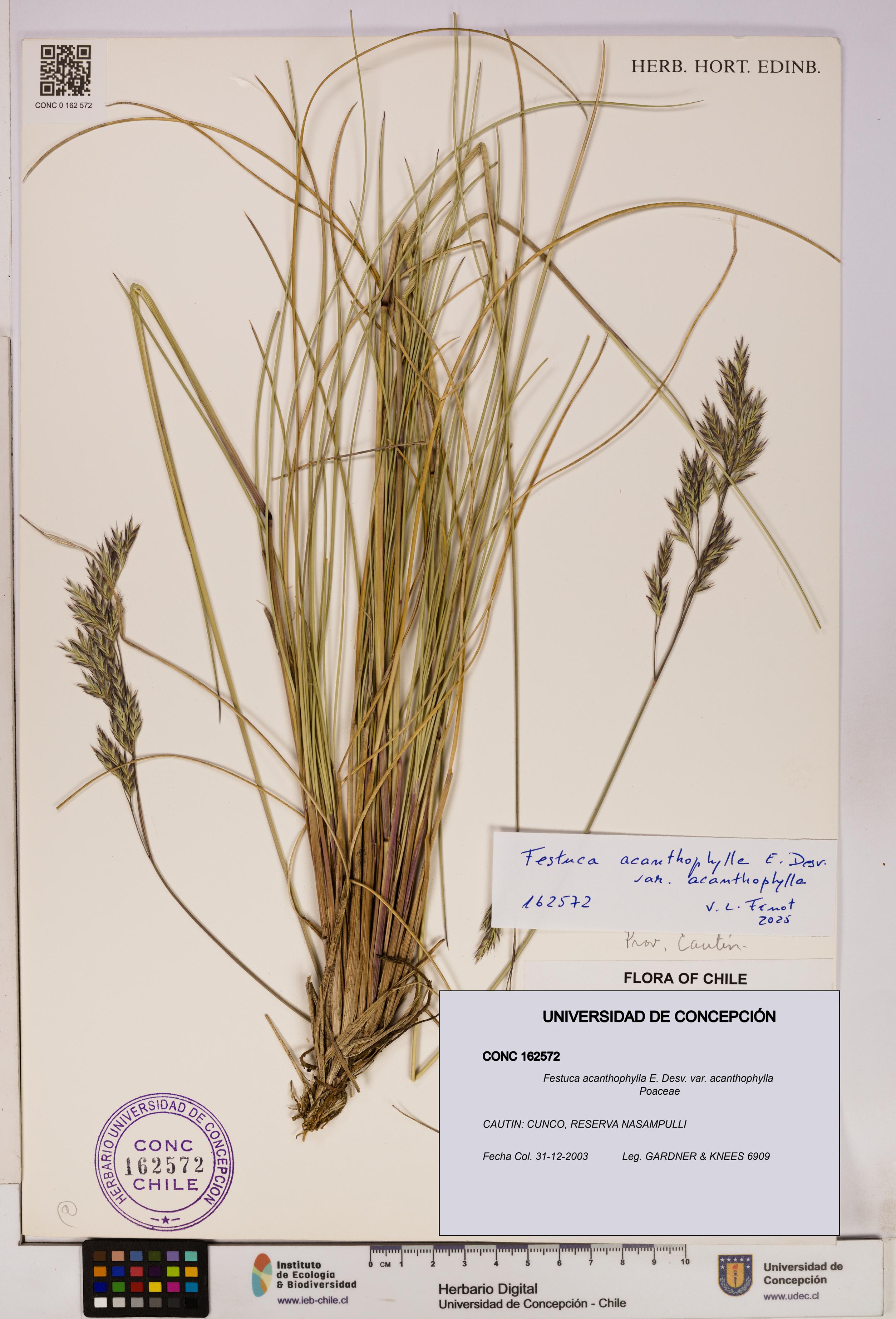 Festuca acanthophylla var. acanthophylla [Espécimen: UDEC:CONC:0162572]