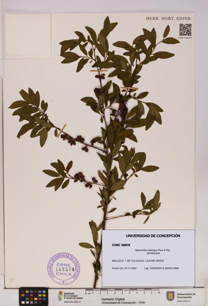 Myoschilos oblongus [Espécimen: UDEC:CONC:0162579]