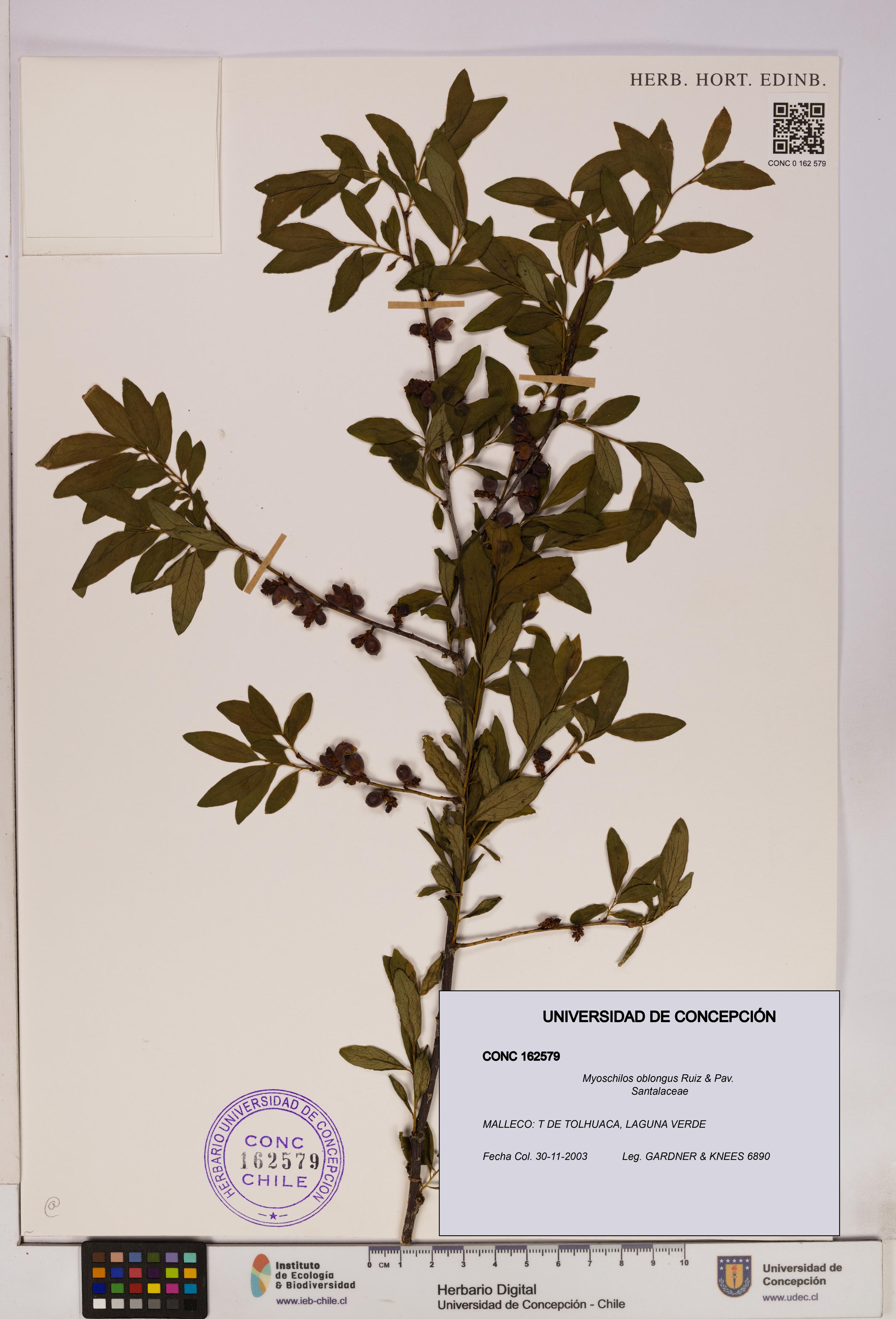 Myoschilos oblongus [Espécimen: UDEC:CONC:0162579]