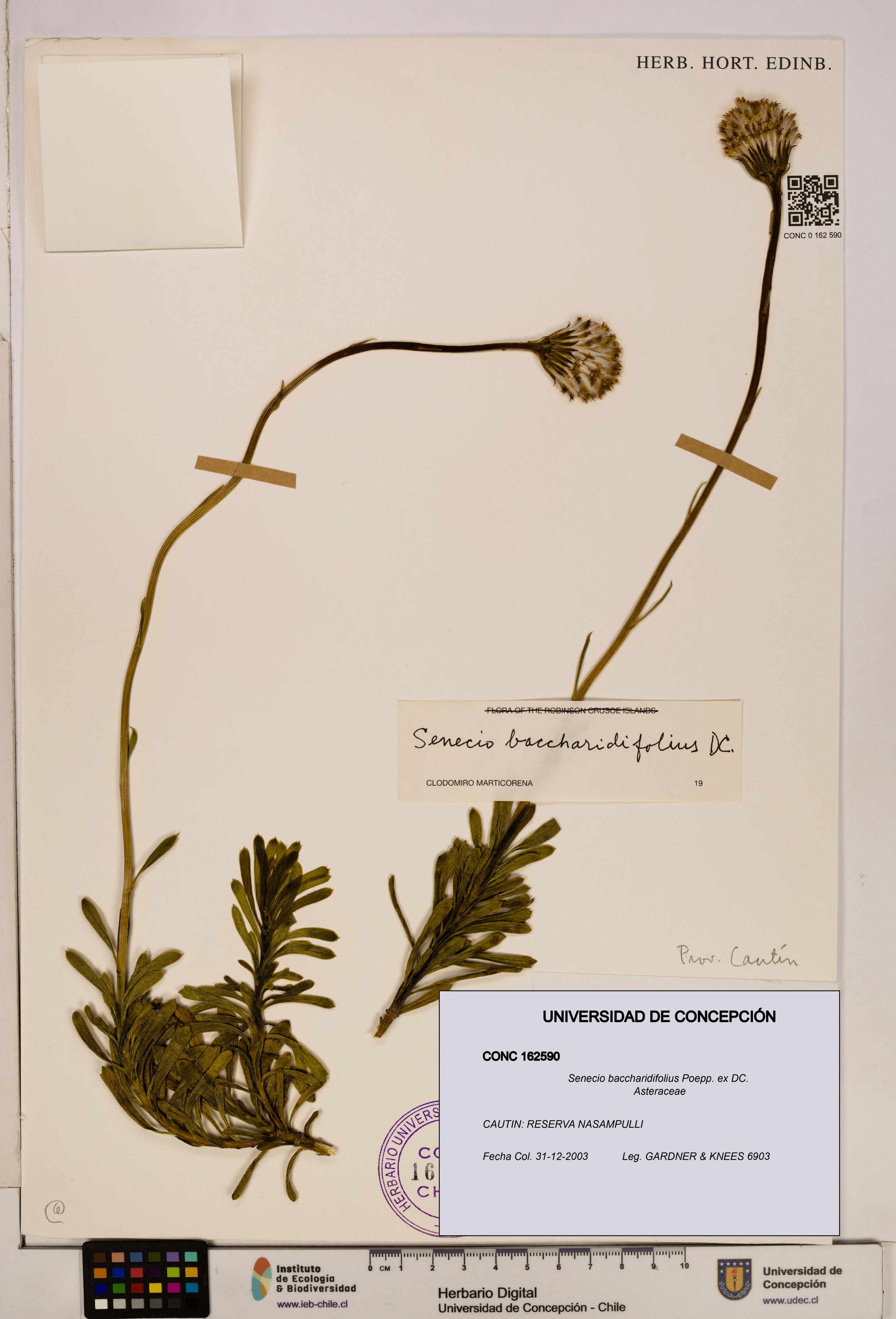 Senecio baccharidifolius [Espécimen: UDEC:CONC:0162590]