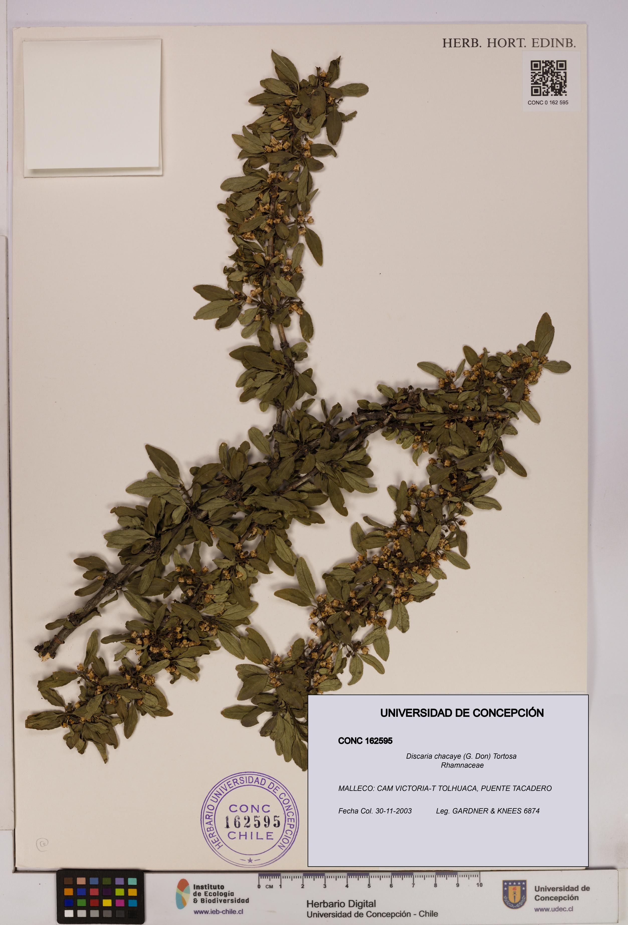 Discaria chacaye [Espécimen: UDEC:CONC:0162595]