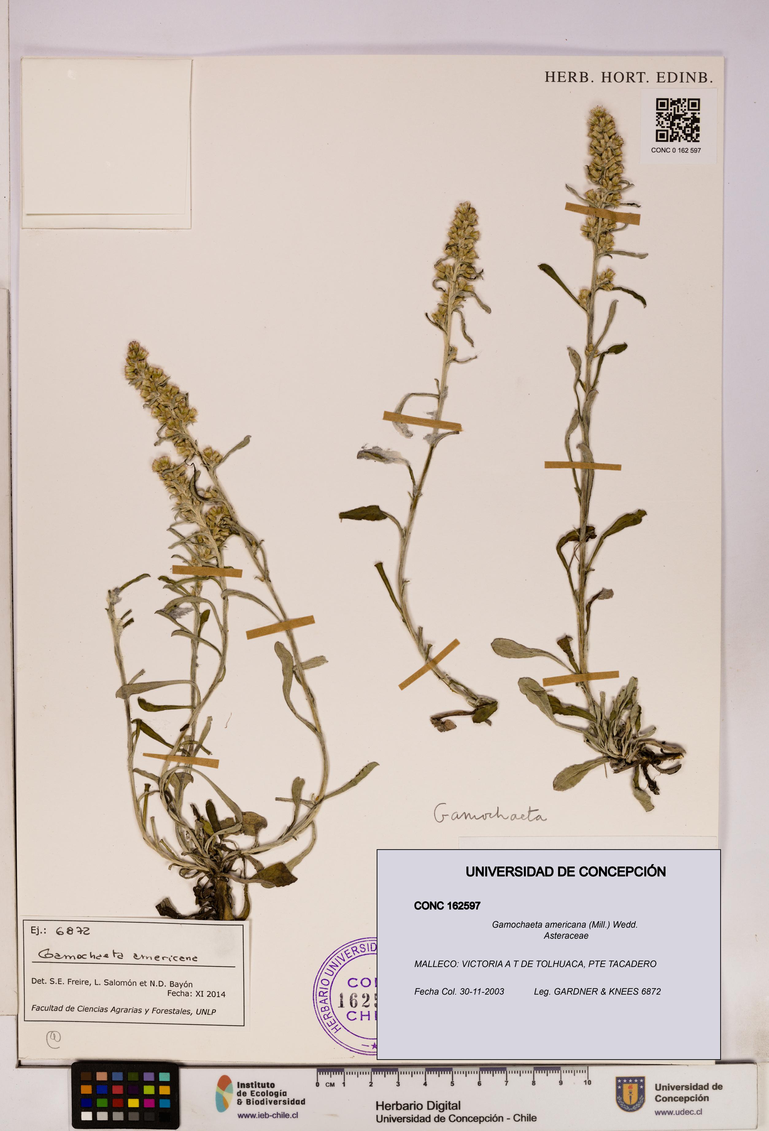 Gamochaeta americana [Espécimen: UDEC:CONC:0162597]