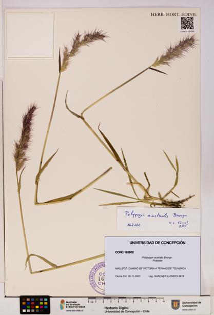Polypogon australis [Espécimen: UDEC:CONC:0162602]