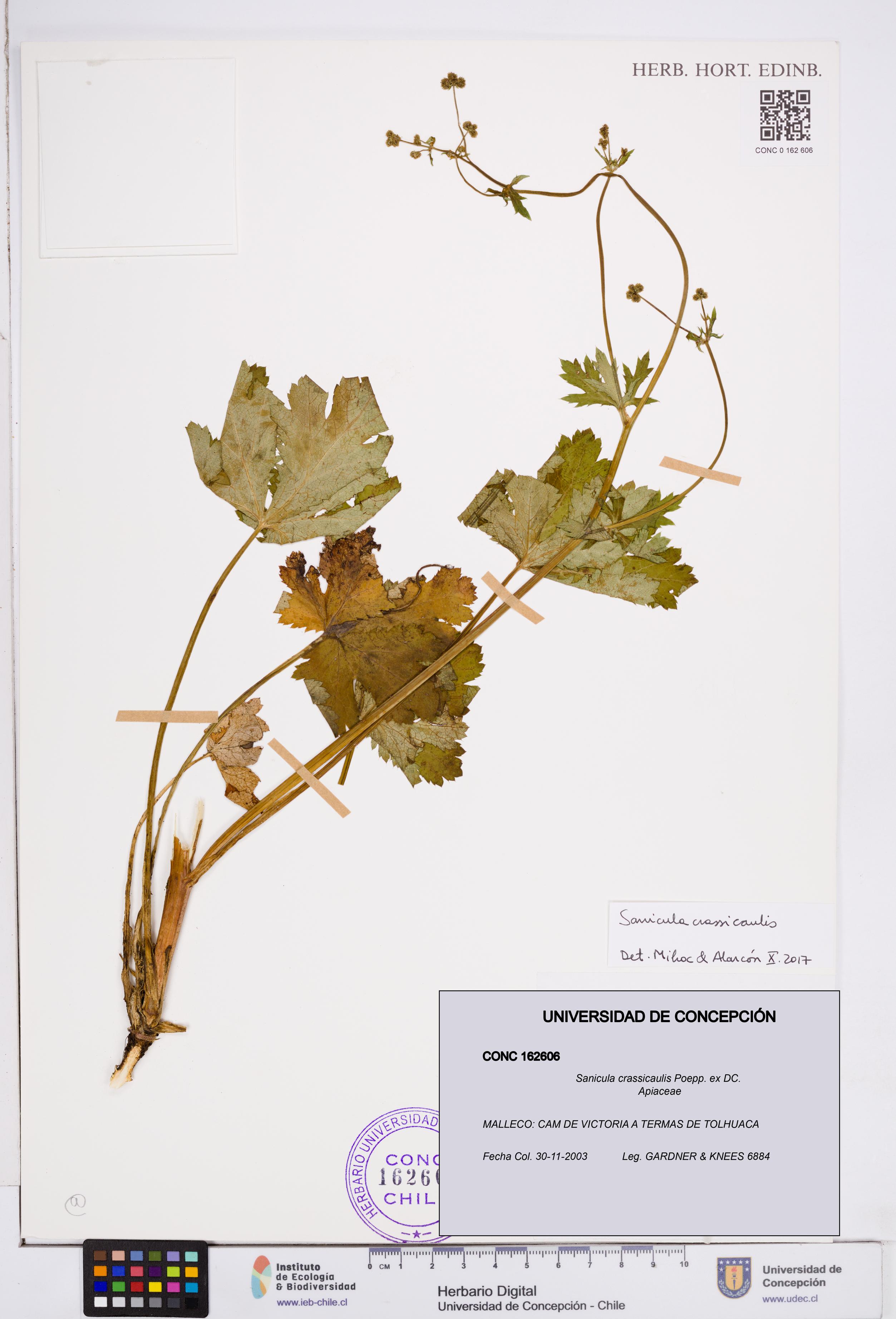 Sanicula crassicaulis [Espécimen: ]