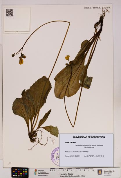 Calceolaria valdiviana subsp. valdiviana [Espécimen: UDEC:CONC:0162610]