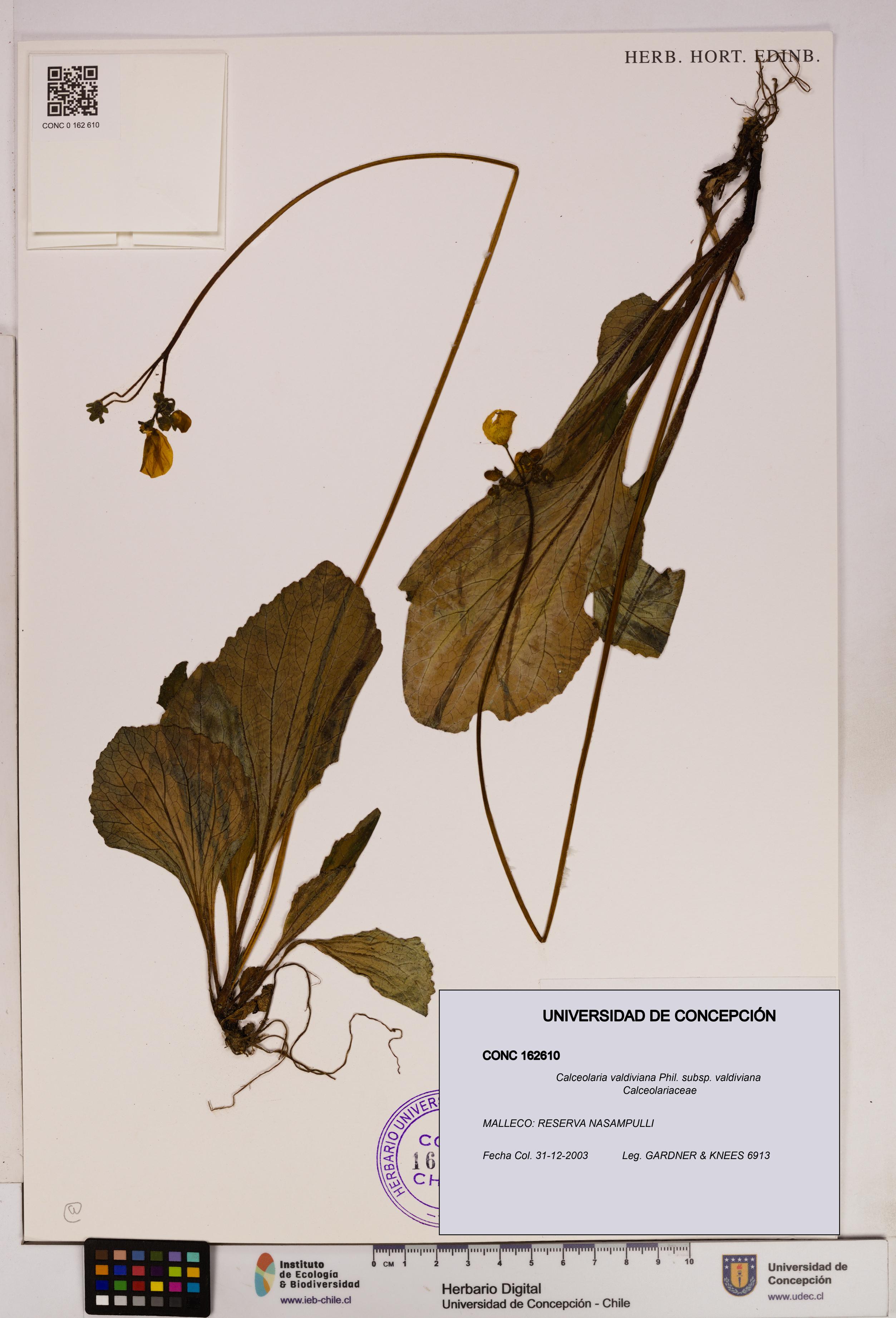 Calceolaria valdiviana subsp. valdiviana [Espécimen: UDEC:CONC:0162610]