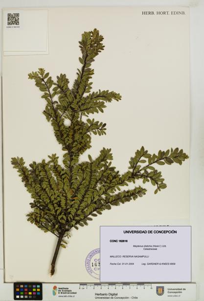 Maytenus disticha [Espécimen: UDEC:CONC:0162616]