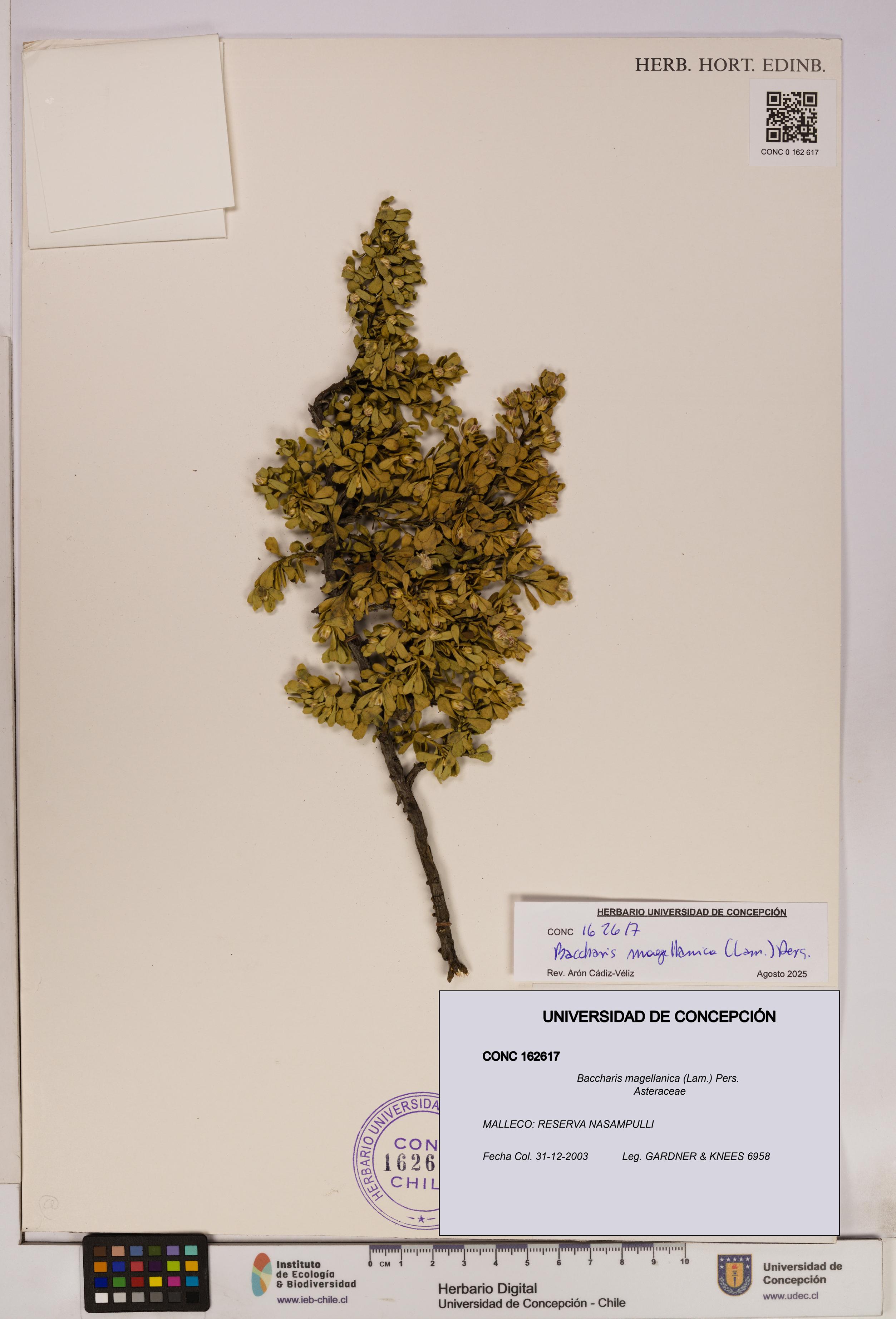 Baccharis magellanica [Espécimen: UDEC:CONC:0162617]