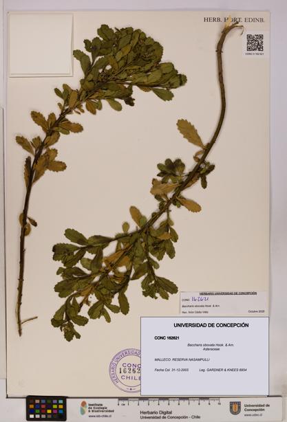 Baccharis obovata [Espécimen: UDEC:CONC:0162621]