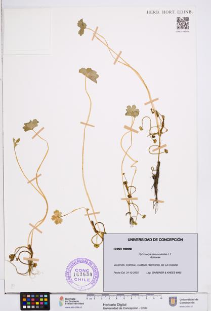 Hydrocotyle ranunculoides [Espécimen: ]