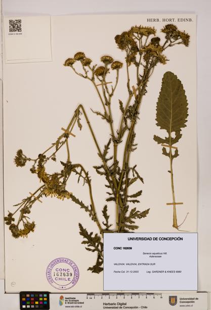 Senecio aquaticus [Espécimen: UDEC:CONC:0162639]