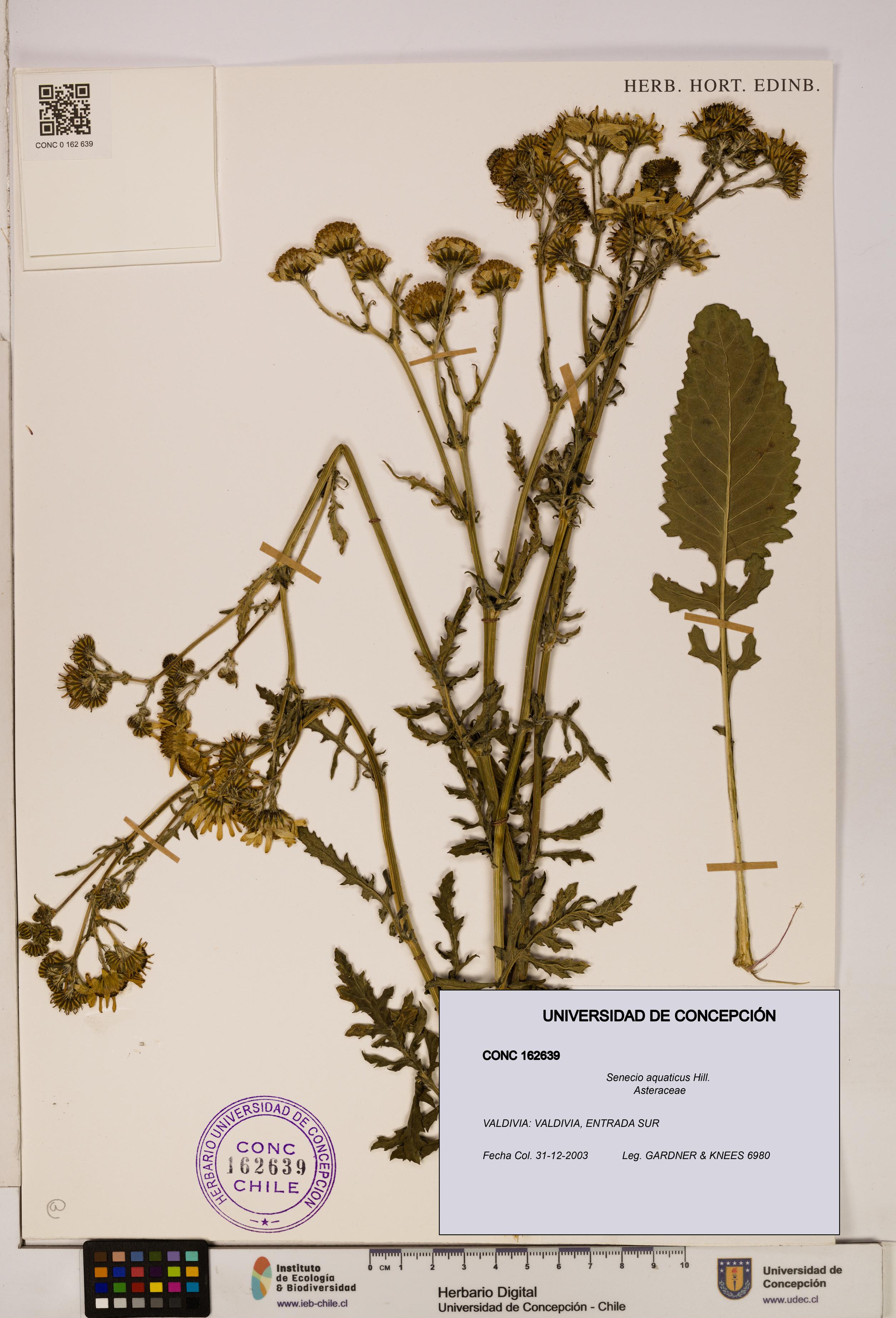 Senecio aquaticus [Espécimen: UDEC:CONC:0162639]