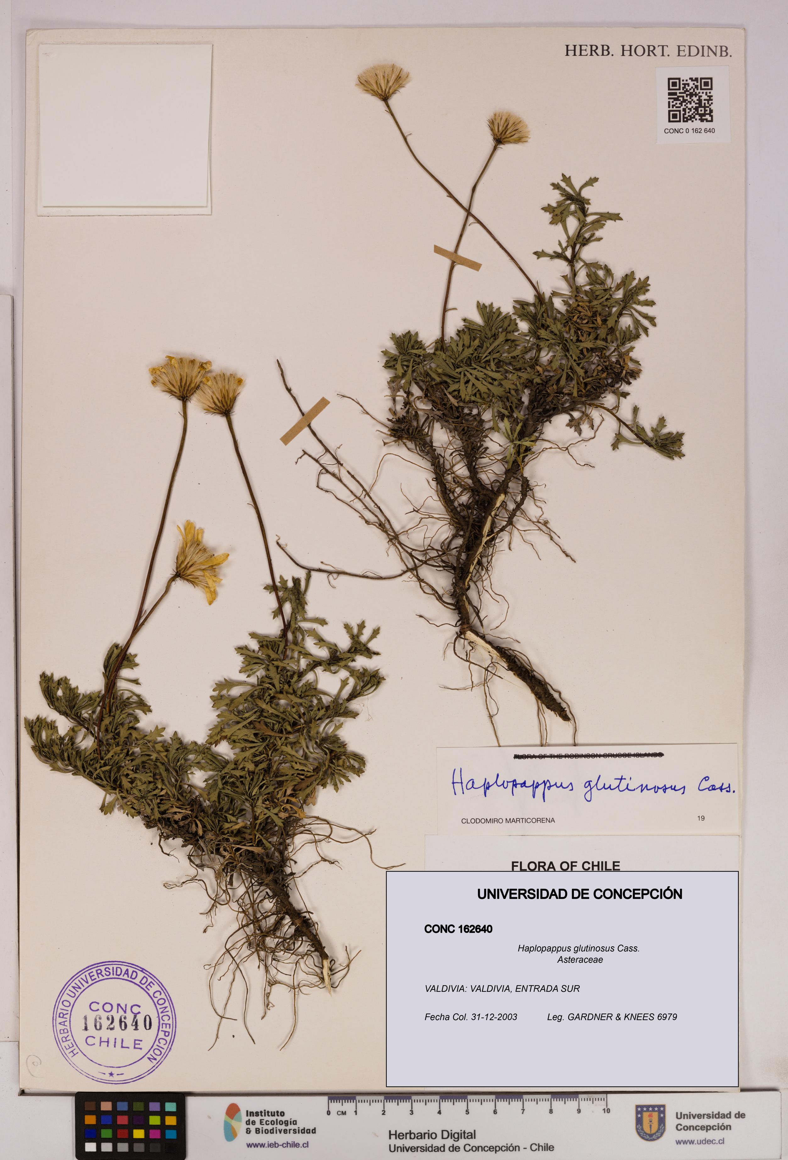 Haplopappus glutinosus [Espécimen: UDEC:CONC:0162640]