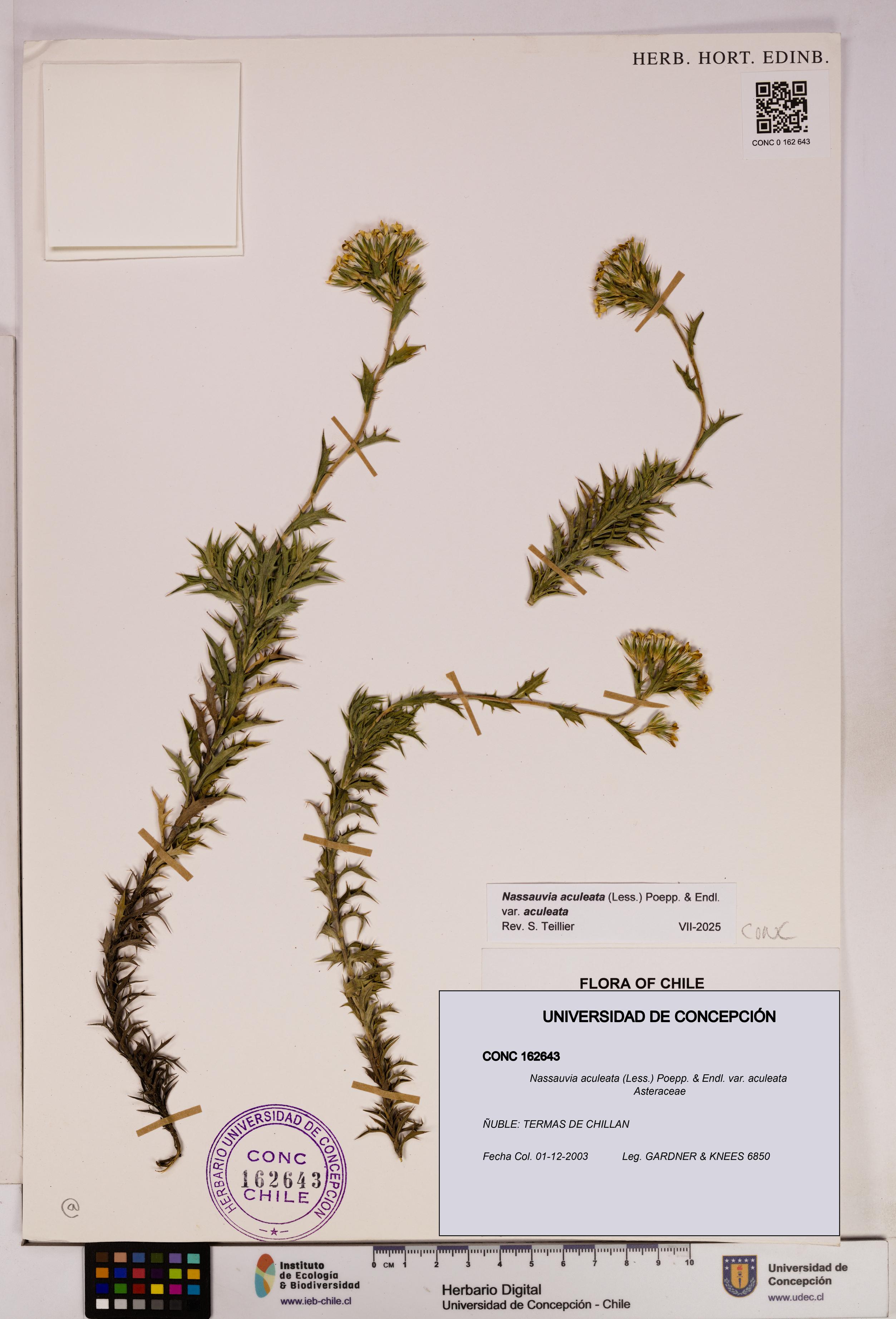 Nassauvia aculeata var. aculeata [Espécimen: UDEC:CONC:0162643]