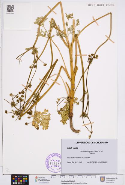 Sanicula graveolens [Espécimen: ]