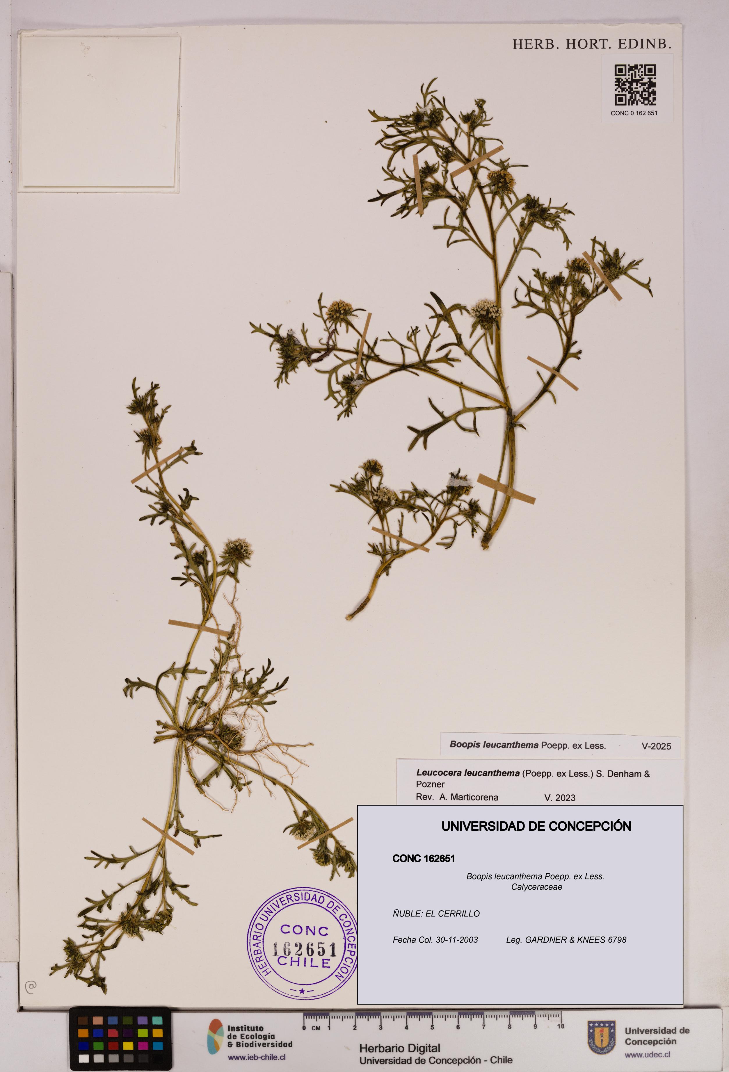 Boopis leucanthema [Espécimen: UDEC:CONC:0162651]