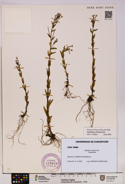 Epilobium ciliatum [Espécimen: UDEC:CONC:0162659]