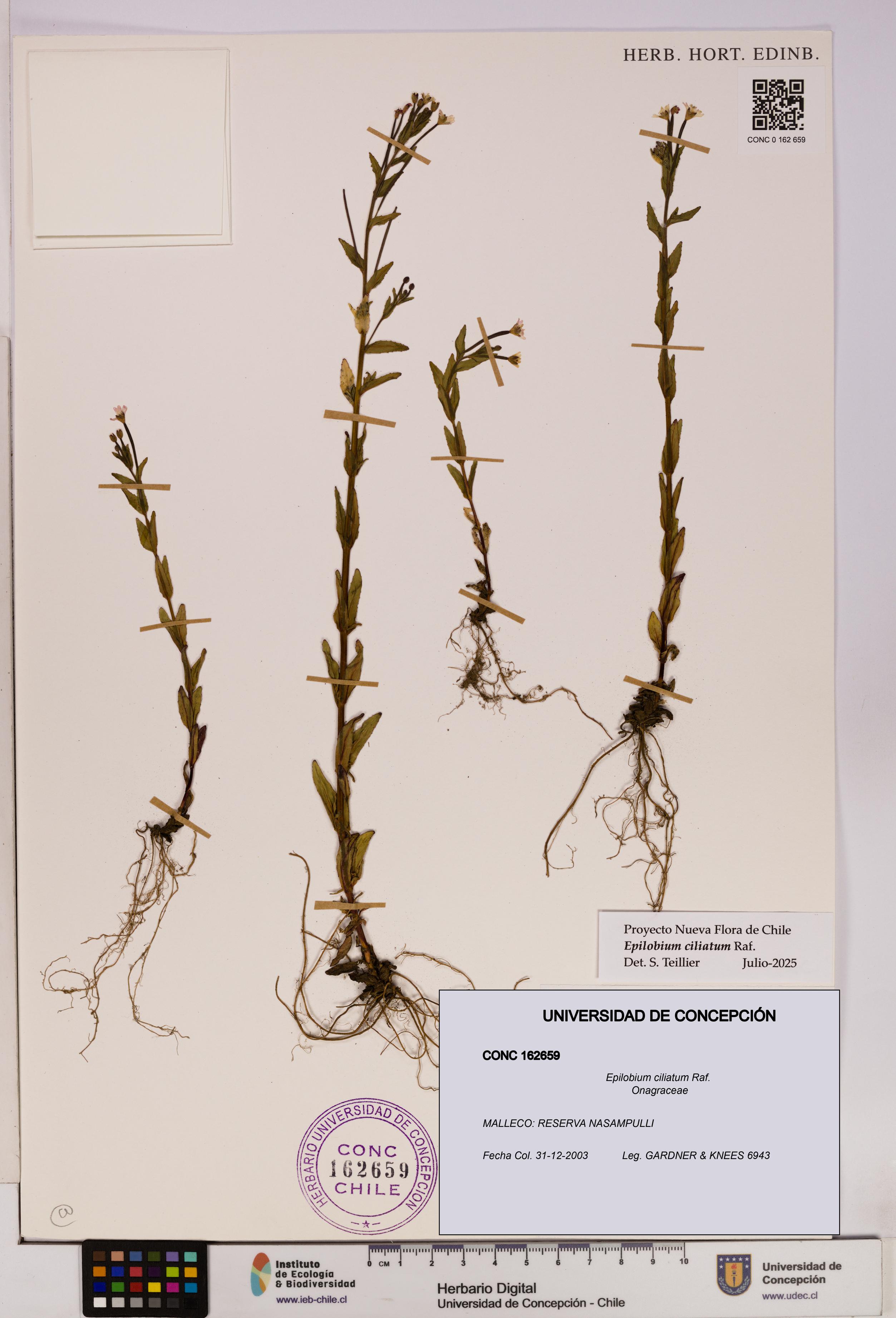 Epilobium ciliatum [Espécimen: UDEC:CONC:0162659]
