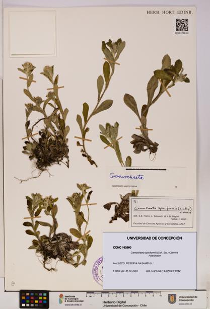 Gamochaeta spiciformis [Espécimen: UDEC:CONC:0162660]