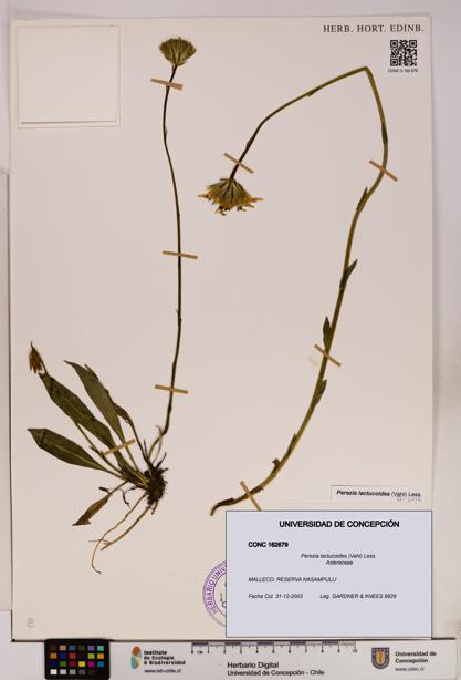 Perezia lactucoides [Espécimen: UDEC:CONC:0162679]