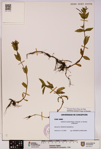 Epilobium australe [Espécimen: UDEC:CONC:0162681]