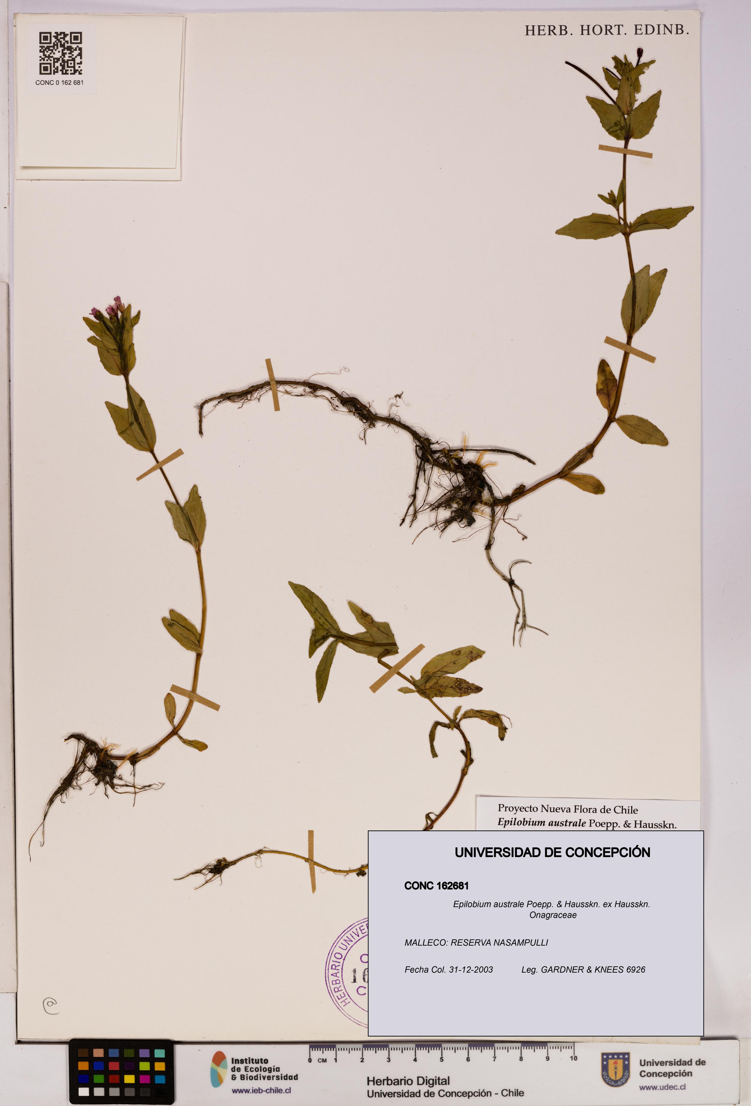 Epilobium australe [Espécimen: UDEC:CONC:0162681]