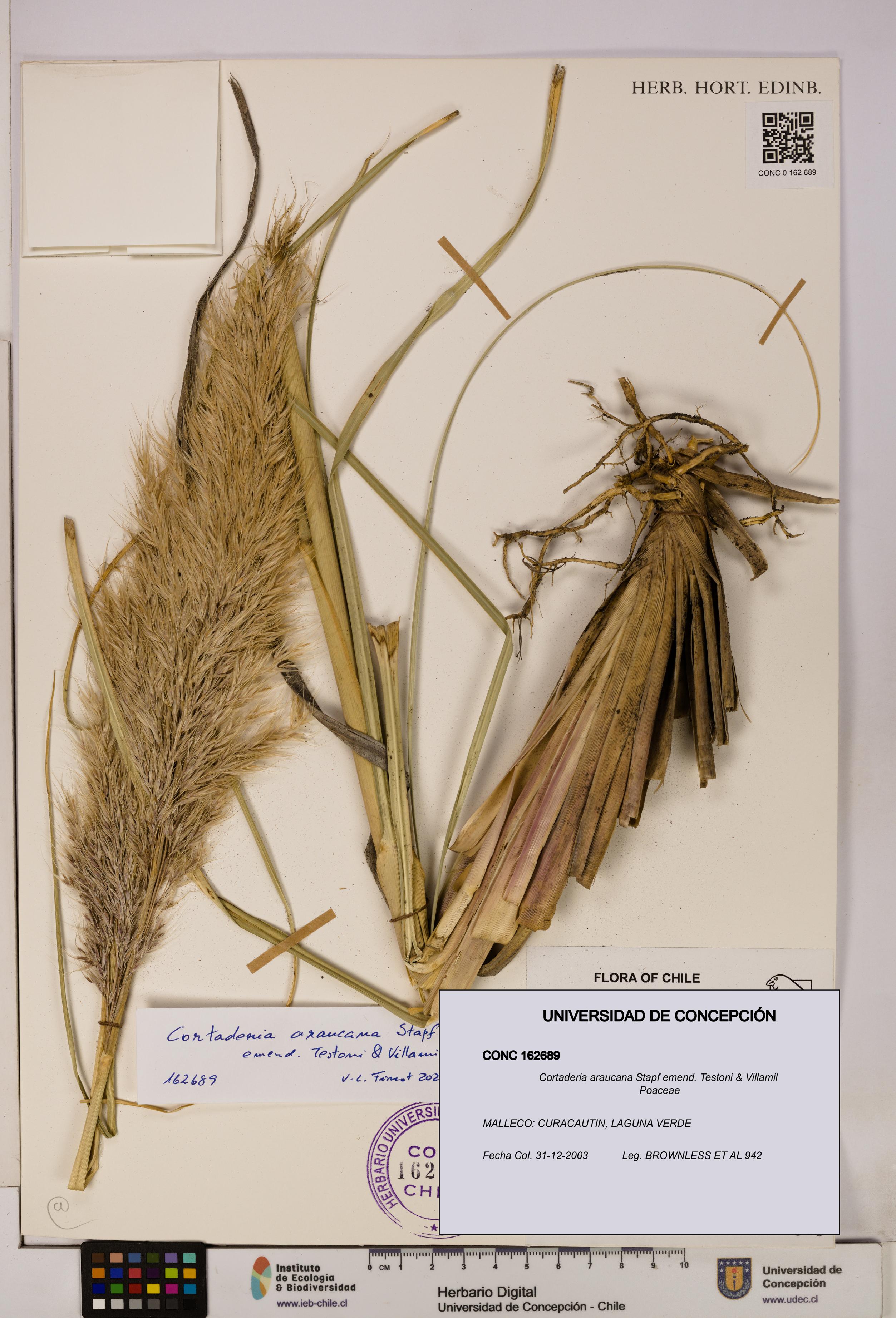 Cortaderia araucana [Espécimen: UDEC:CONC:0162689]