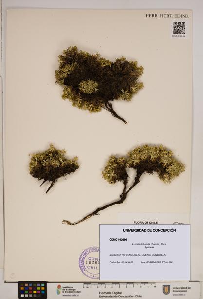 Azorella trifurcata [Espécimen: ]