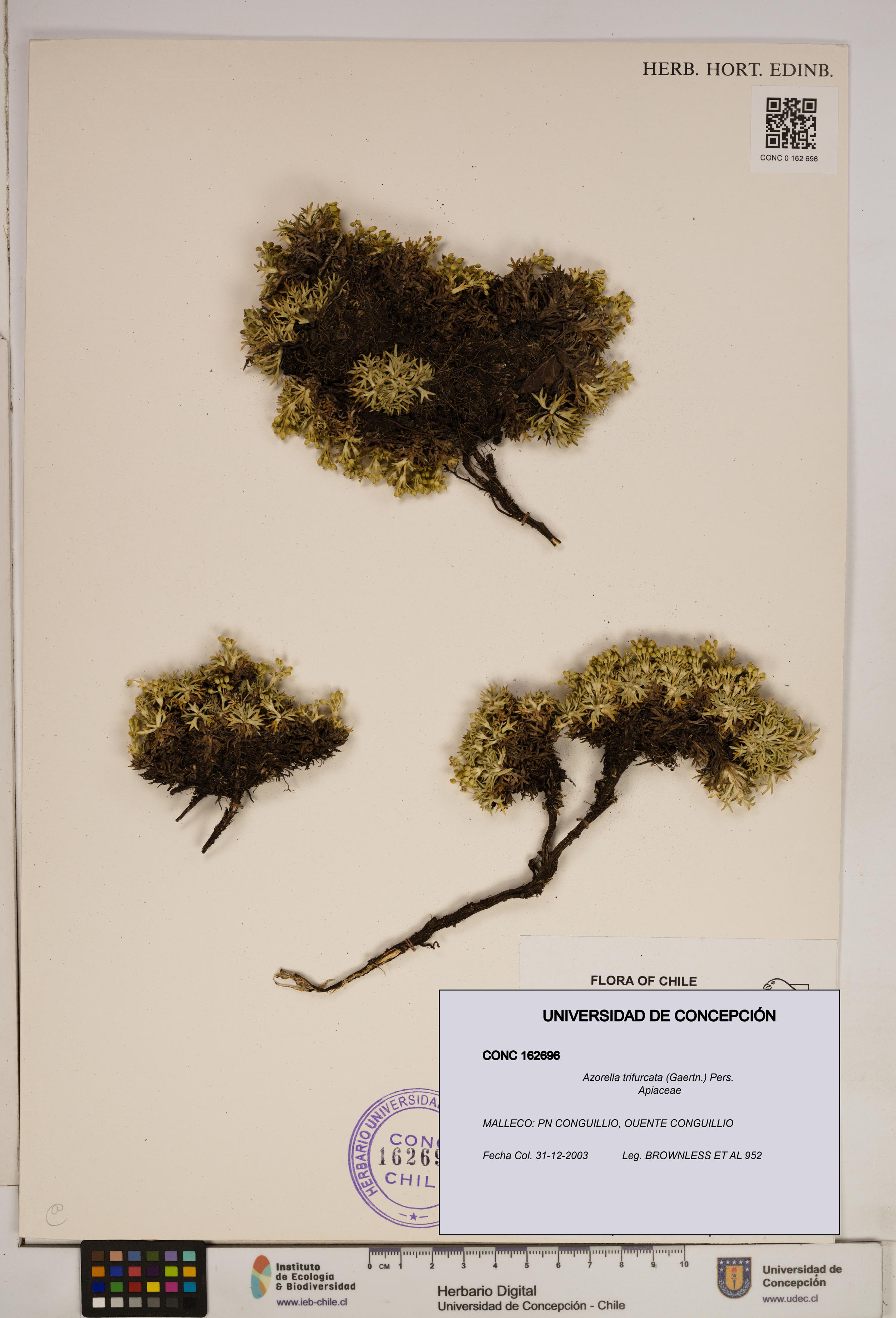 Azorella trifurcata [Espécimen: ]