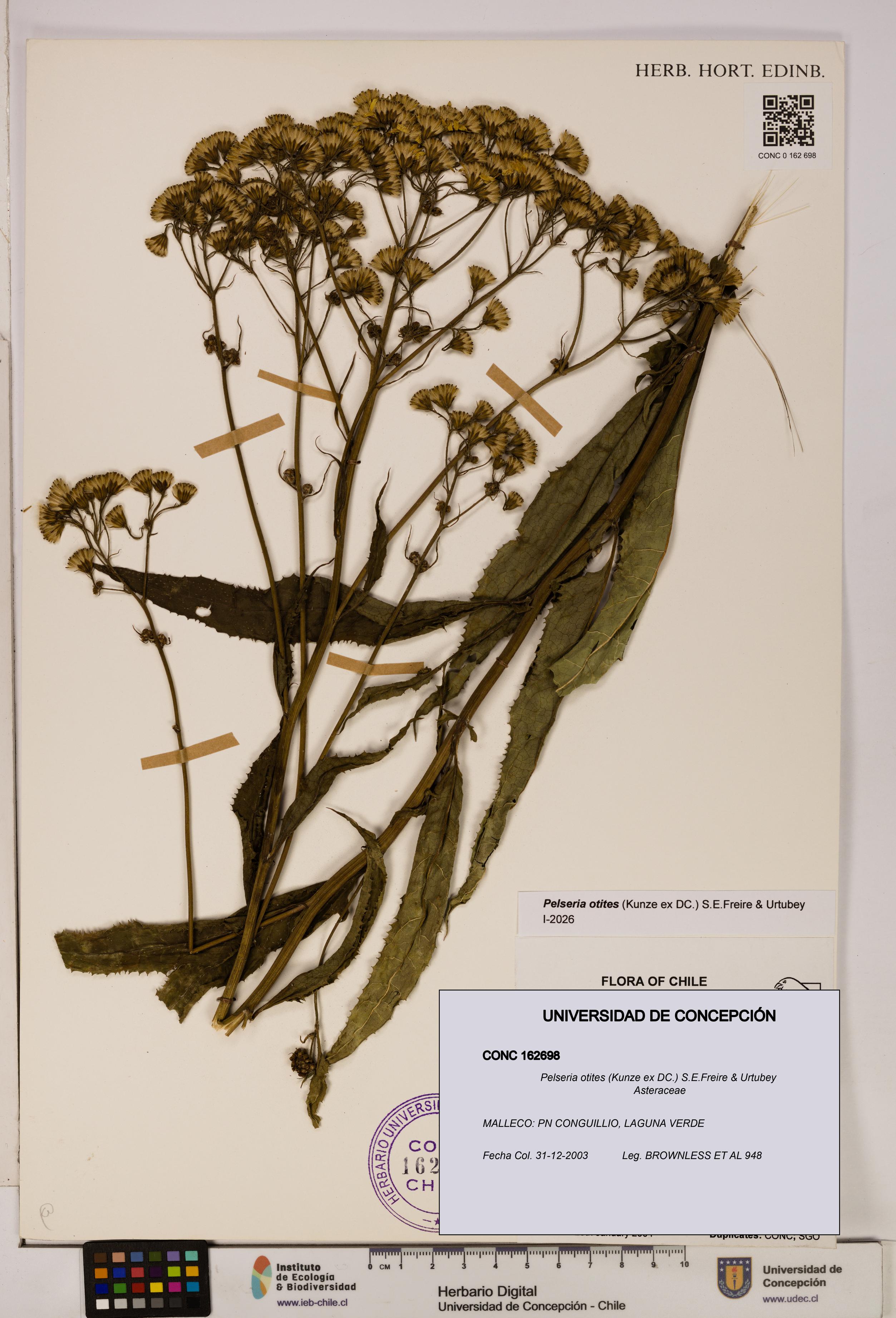 Pelseria otites [Espécimen: ]