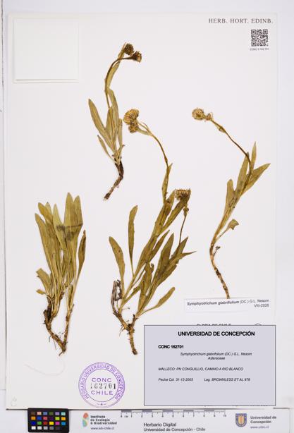 Symphyotrichum glabrifolium [Espécimen: ]