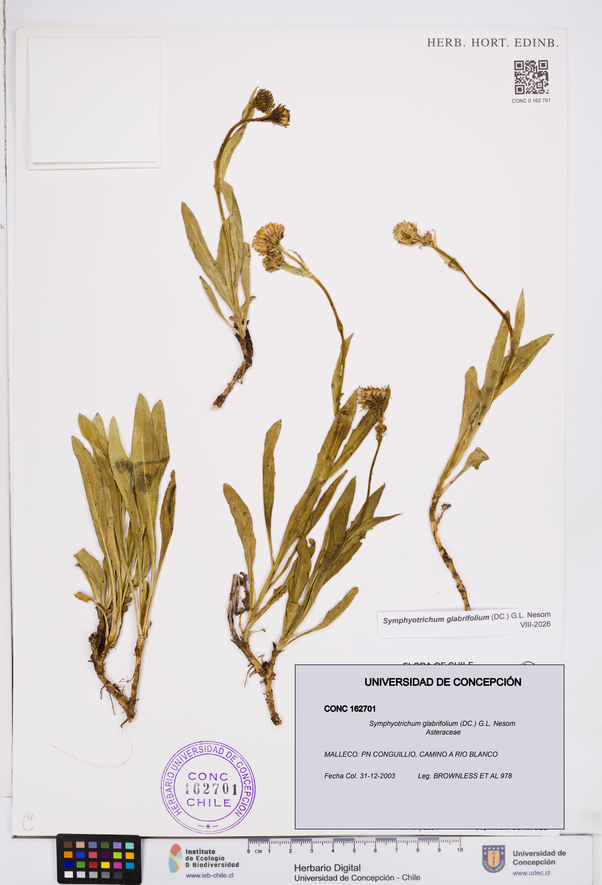 Symphyotrichum glabrifolium [Espécimen: ]