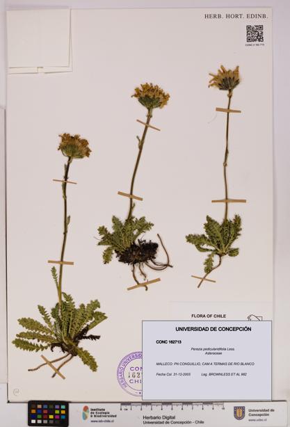 Perezia pedicularidifolia [Espécimen: UDEC:CONC:0162713]