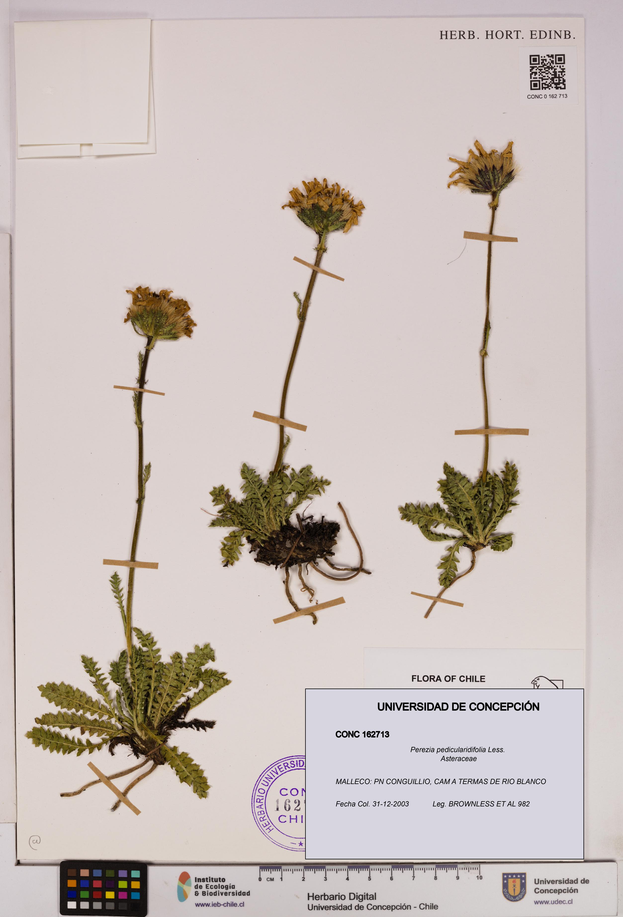 Perezia pedicularidifolia [Espécimen: UDEC:CONC:0162713]