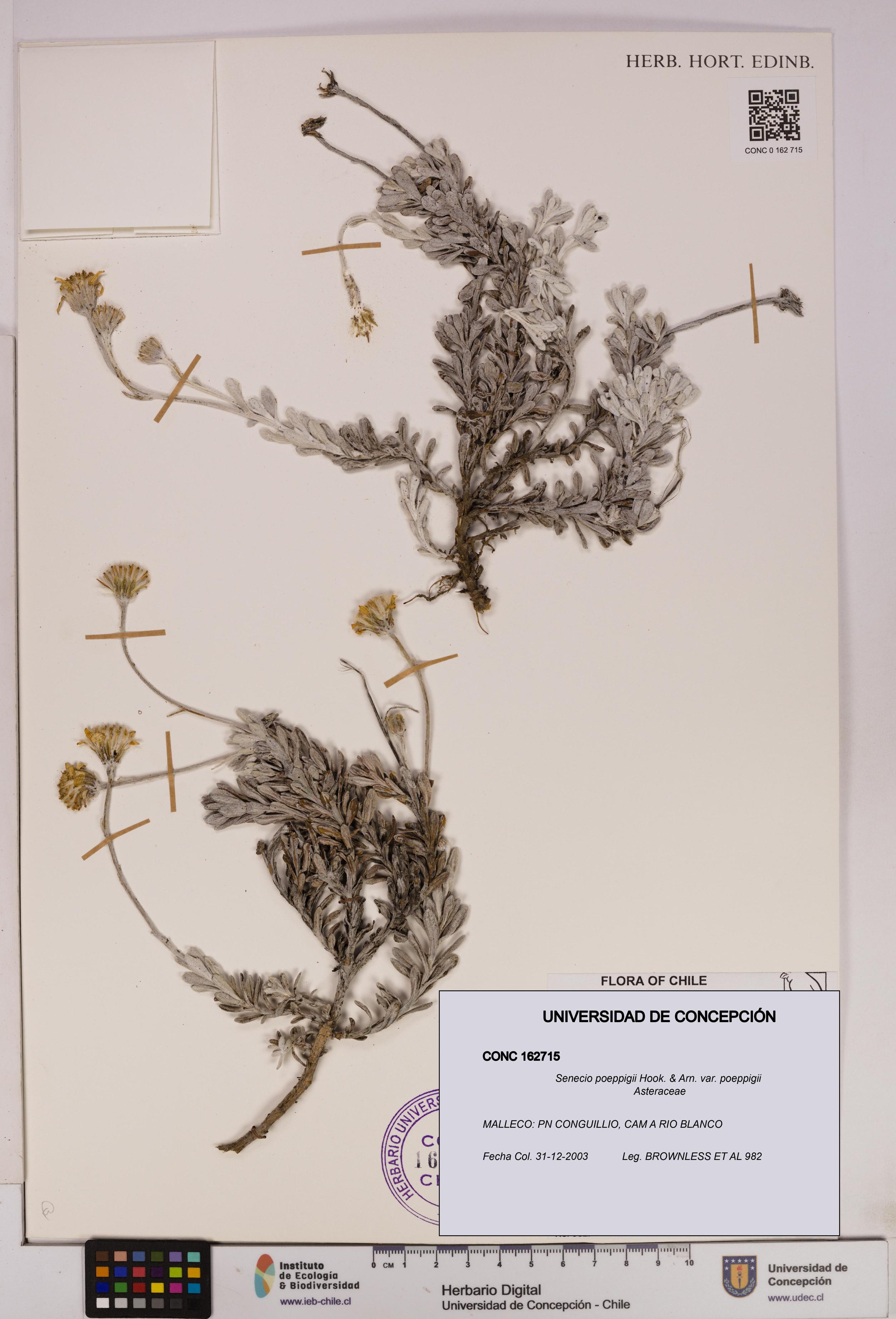 Senecio poeppigii var. poeppigii [Espécimen: ]