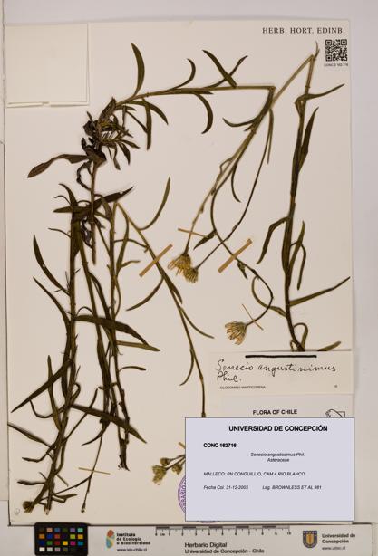 Senecio angustissimus [Espécimen: UDEC:CONC:0162716]
